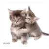 Allsop Naturesmart Mouse Pad (kittens)